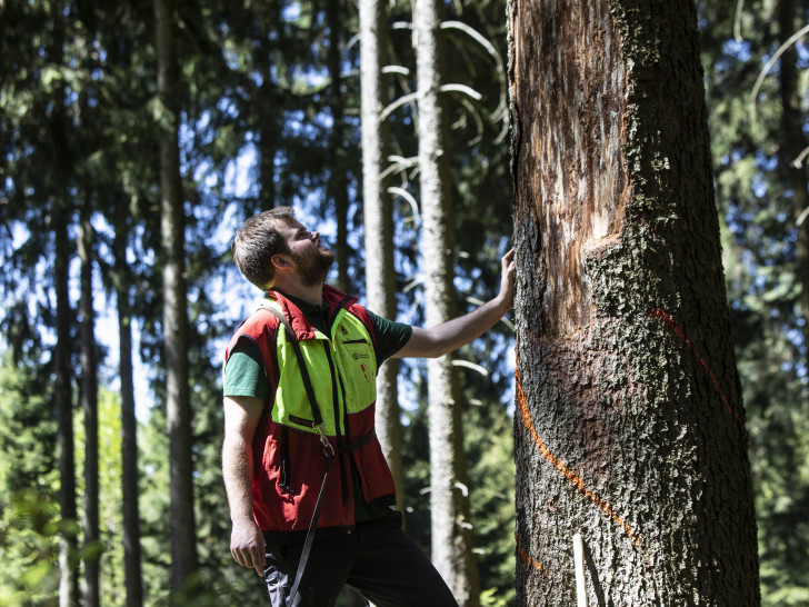 Ein Förster kontrolliert  einen Baum auf Borkenkäferbefall. Fotos: Niedersächsische Landesforsten