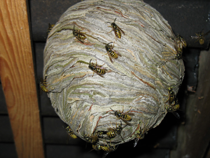 Wespen und Hornissen sind nicht grundlos aggressiv. Foto: BioAG Peine