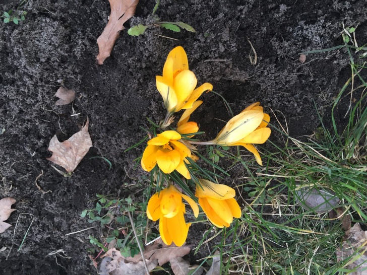 Die ersten Blumen haben sich schon heraus gekämpft. Foto: Robert Braumann