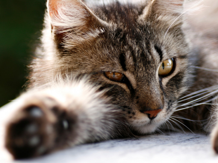Diese Katze ist dement, aber ihr geht es gut. Foto: Tasso/Silke Steinsdörfer