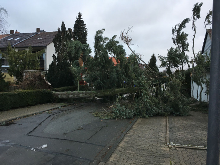 Durch die starken Orkanböen wurden etliche Bäume umgeworfen. Auch im Stadtgebiet. Hier der Pillauer Weg. Fotos: Feuerwehr Goslar