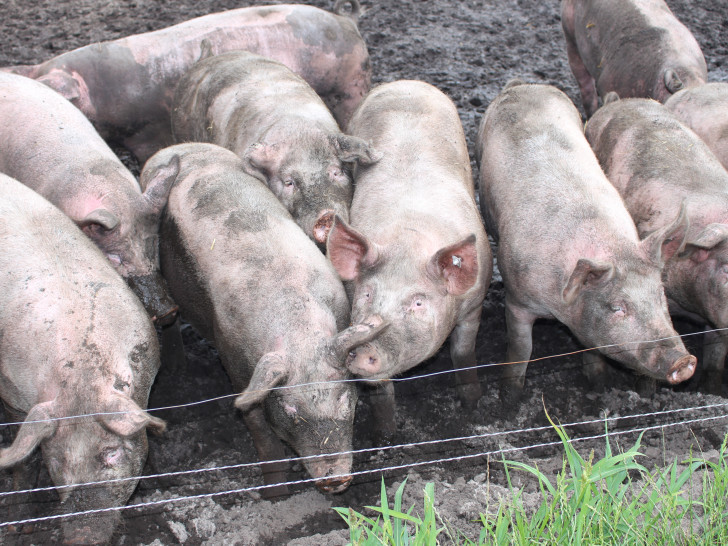 Bio-Schweine auf Bio-Bauernhof. Foto: Jan Weber