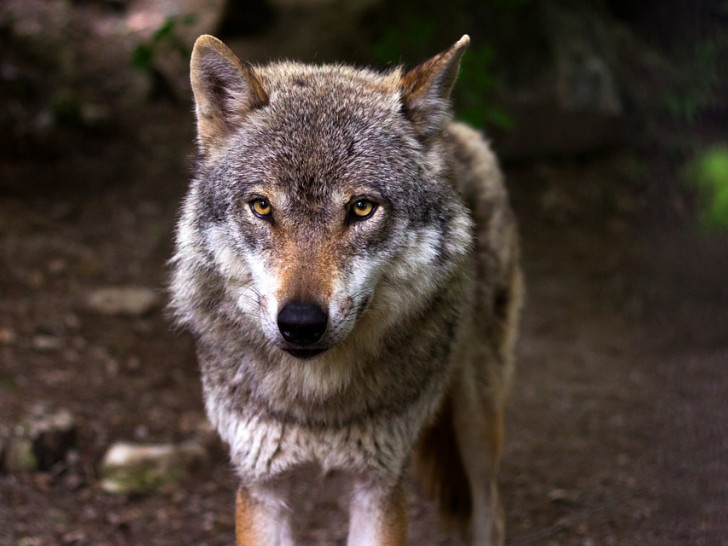 Stellt der Wolf eine Gefahr dar? Symbolfoto: pixabay