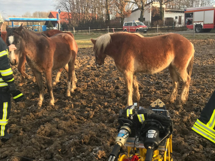 Einsatzkräfte kümmerten sich um die weiteren Pferde. Foto: Presseteam Feuerwehr SG Oderwald/Felix Kunze
