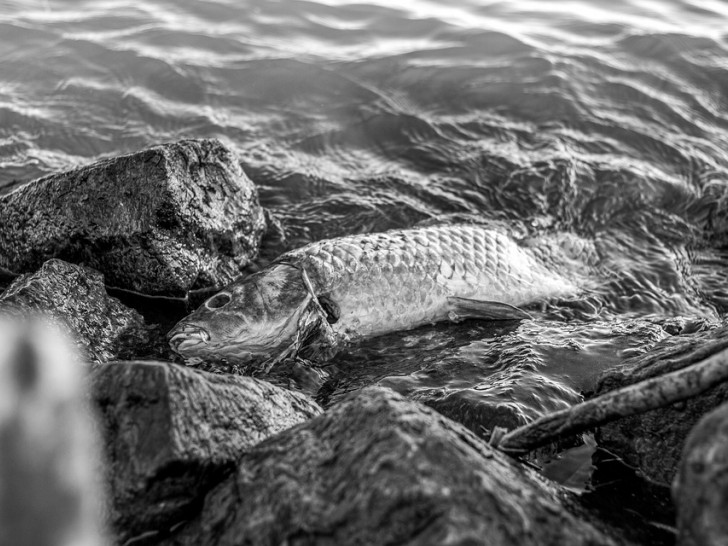 Die extreme Witterung lässt den Sauerstoffgehalt in den Teichen sinken und verursacht Fischsterben. Symbolbild: Pixabay