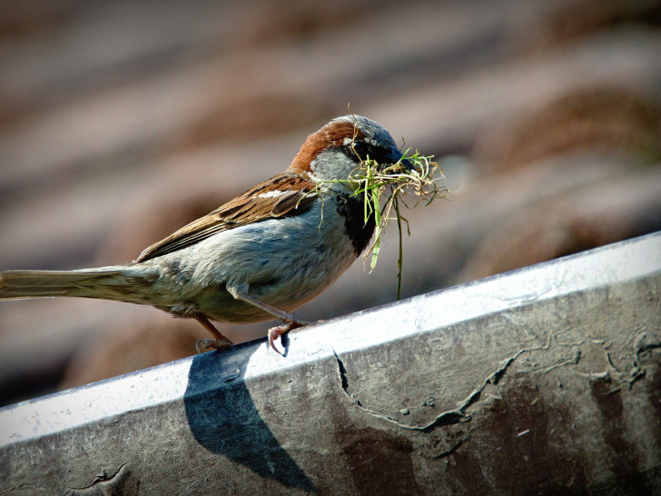 Der Spatz, ein typischer Vogel in der Nähe des Menschen. Foto: pixabay