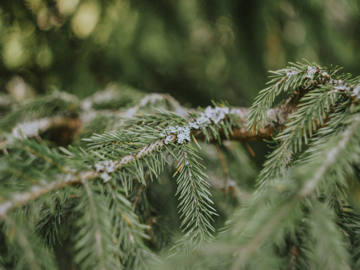 Goslarer Forst stellt wieder Zweige zur Verfügung. Symbolfoto: Pixabay