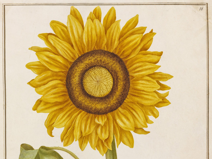 Johanna Helena Herolt, Flor Solis (Sonnenblume), Foto: C. Cordes, HAUM
