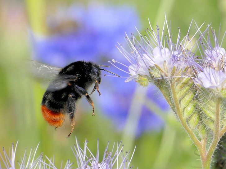Am 22. Februar findet ein Vortrag „Wildbienen – die anderen Bienen“ statt. Foto: BUND 