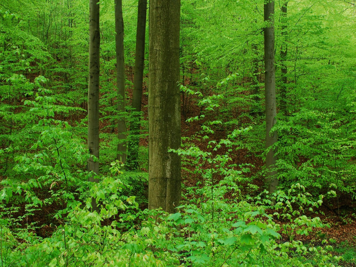 Wanderungen im Harz. Symbolfoto: landesforsten.de