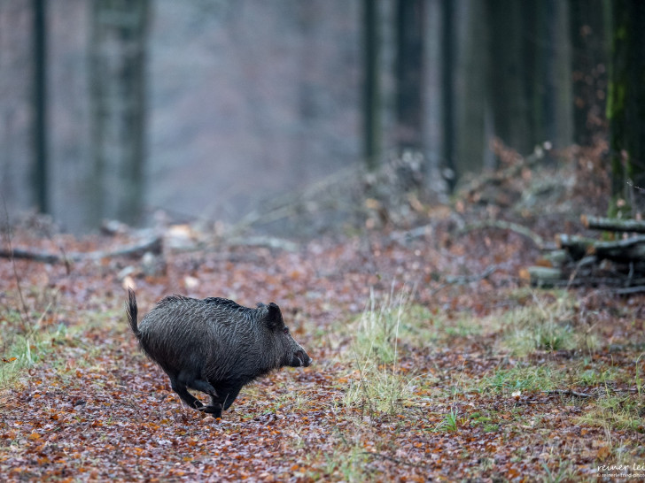 Am kommenden Samstag wird im Wolfsburger Wald wieder eine Beunruhigungsjagd durchgeführt. Foto: Reiner Leifried