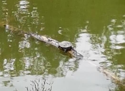 Die Schildkröte war auf einem Ast unterwegs. Foto: Sylvia Böhme