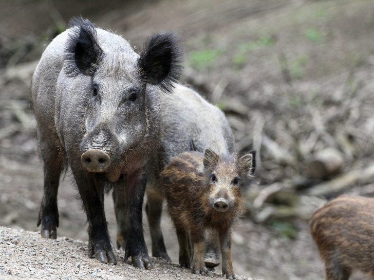 Die Wildschweine sollen laut Jägerschaft intensiver bejagt werden. Foto: Jägerschaft