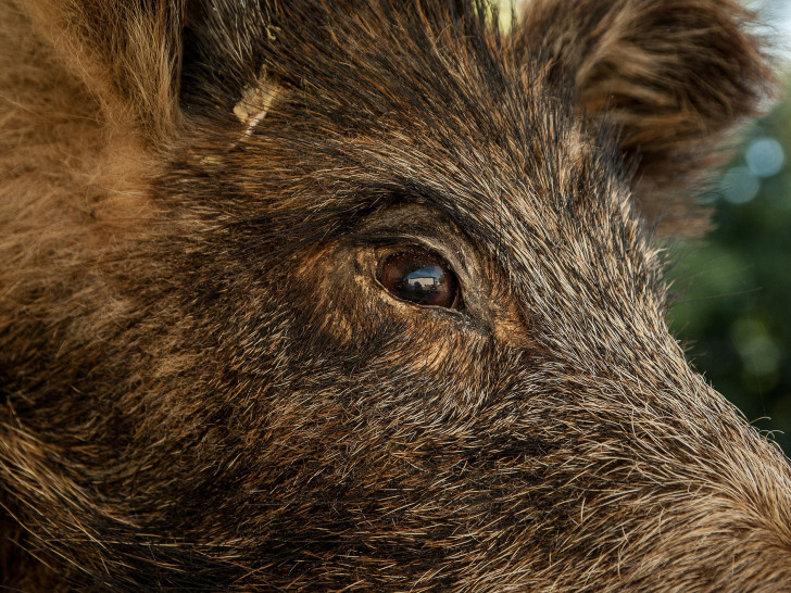 Das Wildschwein verendete. Symbolfoto: pixabay