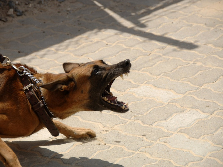 Der Schäferhund griff die Polizeibeamten während eines Einsatzes an. Symbolbild: Pixabay