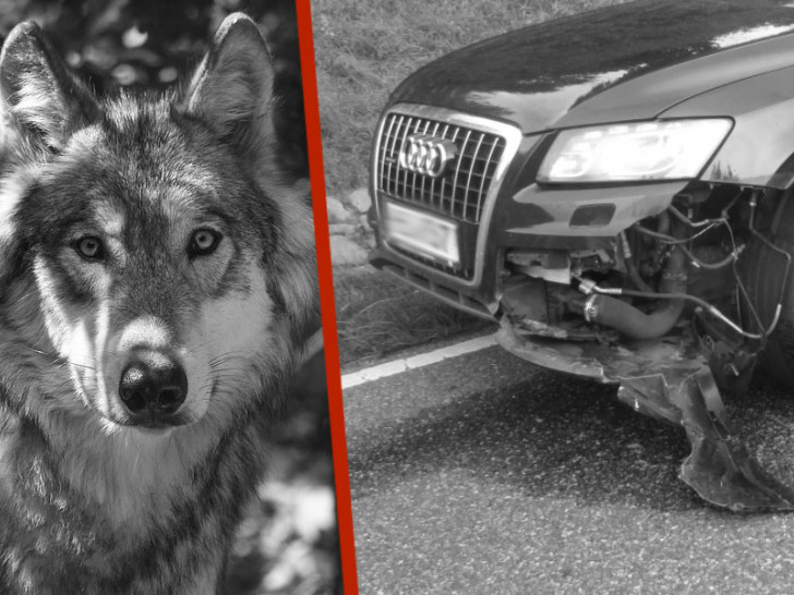 Wer zahlt den Schaden, wenn ein Wolf angefahren wurde? Symbolfoto: pixabay; Polizei