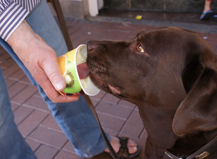 Auch eine Form sich abzukühlen: Ein Hund lässt sich ein Eis schmecken. Foto: Anke Donner.