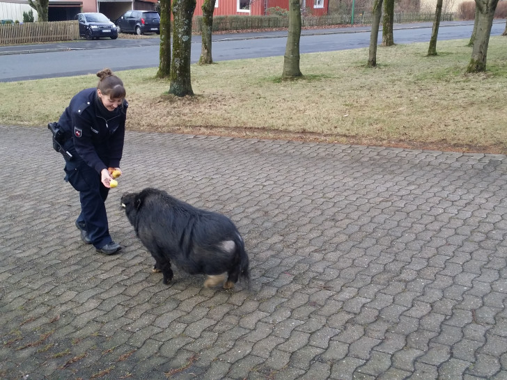 Polizeibeamtin lockt das ausgerissene Schwein mit Leckerlies nach Hause. Foto: Polizei