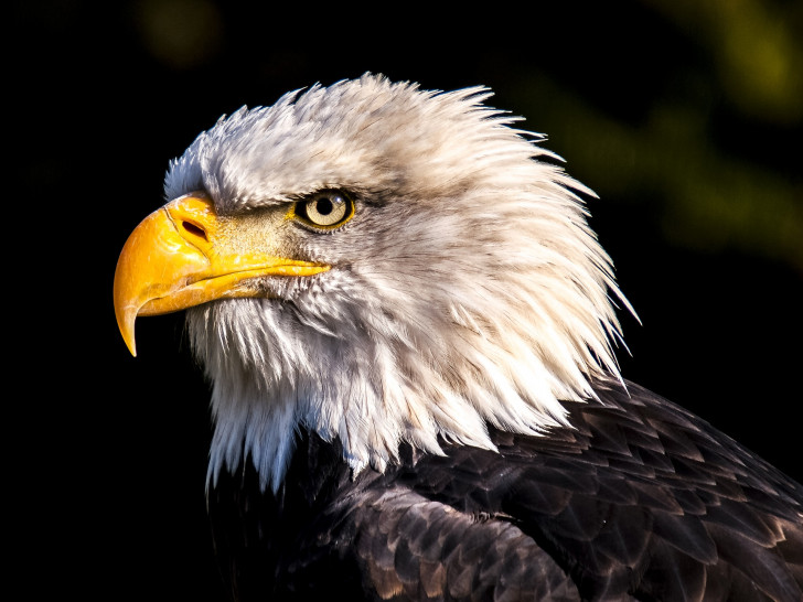 Auch wenn nicht sicher ist, ob es sich um ein Seeadlernest handelte, hätte der Wald bei einem anderem Greifvogelnest wohl nicht gerodet werden dürfen. Symbolbild: pixabay