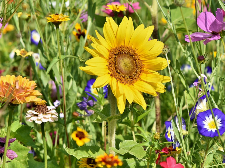 Bienenfreundliche Blühpflanzen sollen auf der Fläche ausgesät werden. Symbolfoto: pixabay