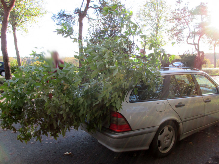 Bäume auf dem Autodach? Die Polizei griff sofort ein. Fotos: Polizei Gifhorn