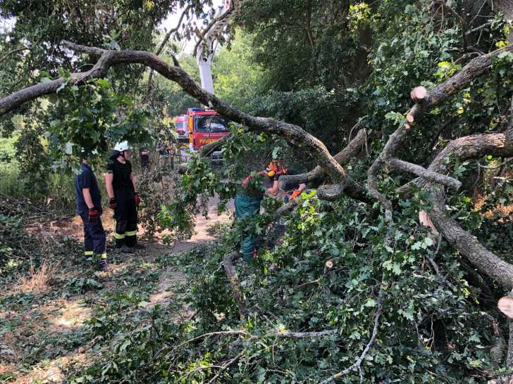 Ein Baum stürzte auf die Straße. Fotos:Feuerwehr Grasleben