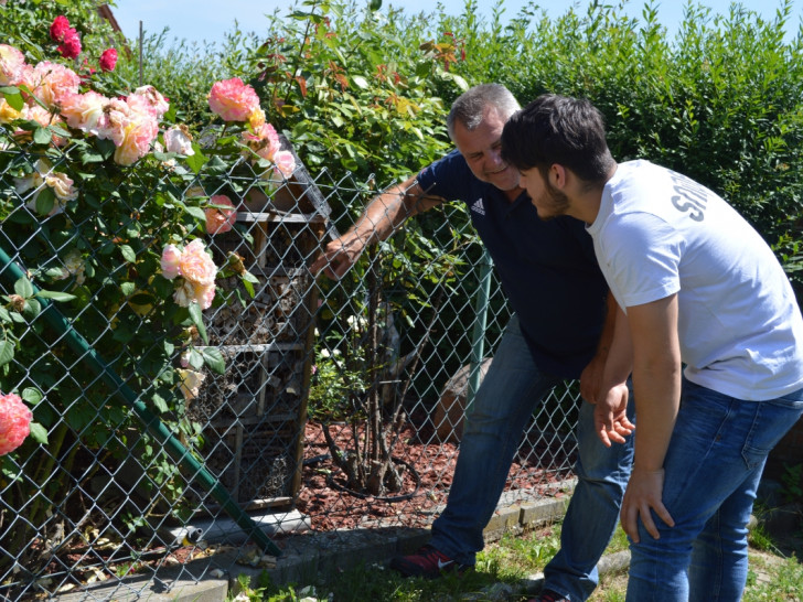 Martin Koschyk (li.) zeigt Kahledin Arabsadeh ein selbst gebautes Bienenhotel zwischen Rosenstöcken in seinem Garten. Foto: Freiwilligenagentur Jugend-Soziales-Sport e.V.