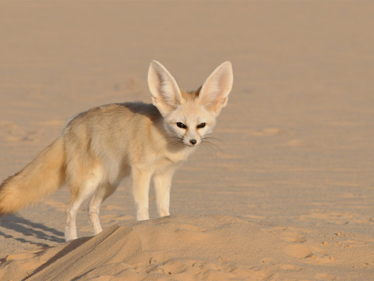 Fennek. Foto: Sahara Conservation Fund