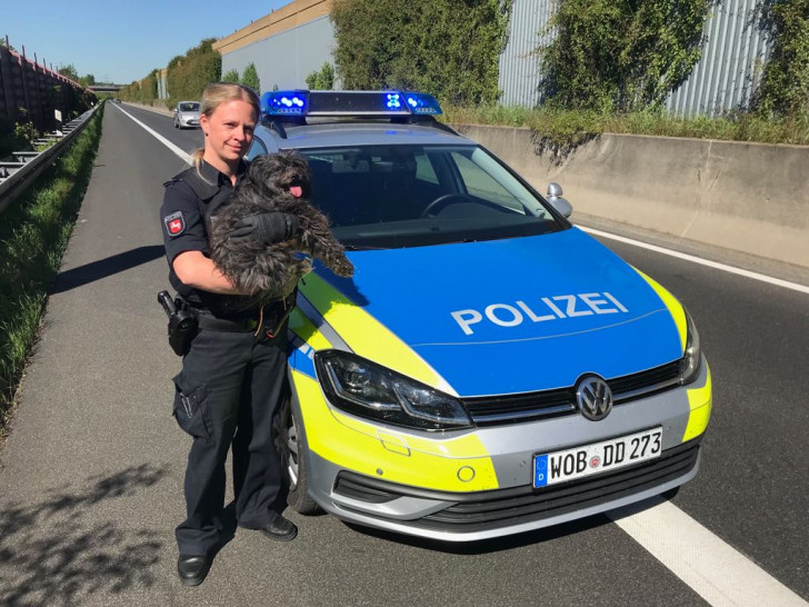 Ein Mischlingshund wurde von der Polizei auf der Autobahn zwischen den Anschlussstellen Peine und Peine-Ost aufgelesen. Foto: Polizei