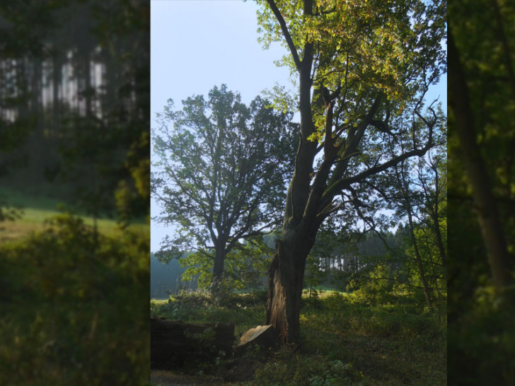 Die Taterneiche bei Seesen gehörte zu den größten Eichen im gesamten Kreisgebiet. Nun muss der seit 1989 als Naturdenkmal ausgewiesene Baum aus Gründen der Verkehrssicherheit gefällt werden. Foto: Landkreis Goslar

 