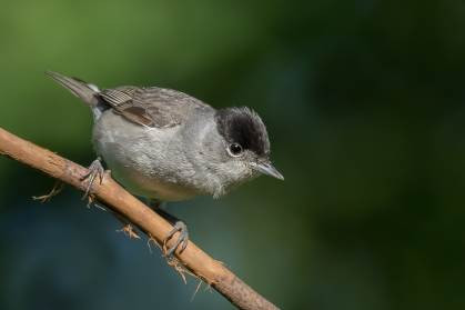 Eine männliche Mönchsgrasmücke. Foto: NABU/Gaby Schröder