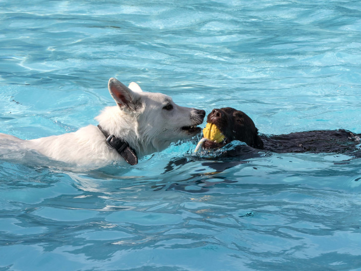 Hund schwimmen Hundeschwimmen Foto: Rudolf Karliczek