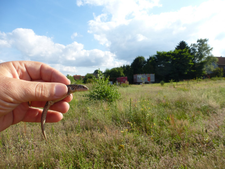Auf dem Lebensraum der bedrohten Zauneidechsen sollen Grundstücke erschlossen werden. Foto: PETA Deutschland e.V.