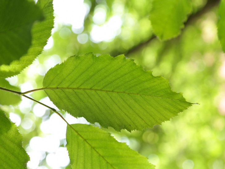 Die Hainbuche verträgt heiße Sommermonate besonders gut. Symbolfoto: Pixabay