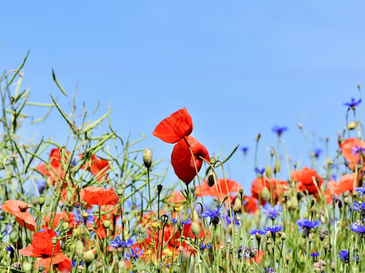 Helmstädter Grünflächen sollen in Zukunft, wenn es nach der CDU geht, Insektenfreundlicher werden. Symbolfoto: Pixabay