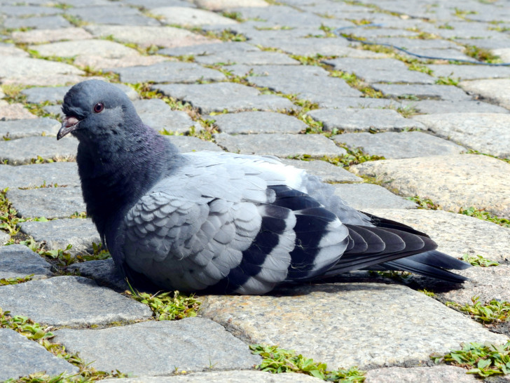 So putzig sie auch aussehen, Tauben zu füttern ist verboten. Foto: Stadt Goslar 