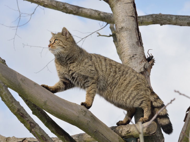 Auch wenn die europäische Wildkatze unseren Hauskatzen sehr ähnelt, handelt es sich doch um eine eigenständige Art. Foto: Thomas Stephan / BUND