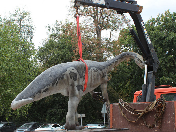 Das Plateosaurus-Modell bei der Platzierung vor dem Staatlichen Naturhistorischen Museum, Foto: Staatliches Naturhistorisches Museum