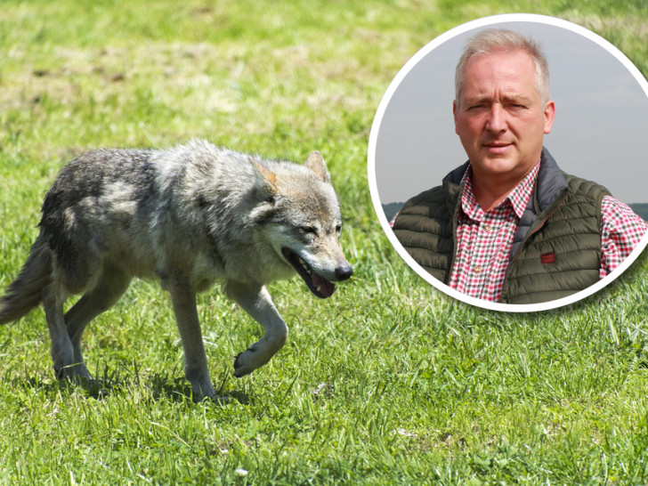 Der CDU-Landtagsabgeordnete Frank Oesterhelweg fordert eine strikte Begrenzung der Wolfspopulation im Cuxland. Foto: Archiv