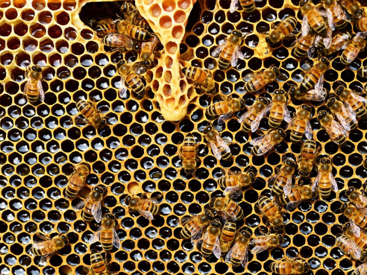 Bienenwabe, Bienenstock, biene, volk, königin, symbolbild: Pixabay
