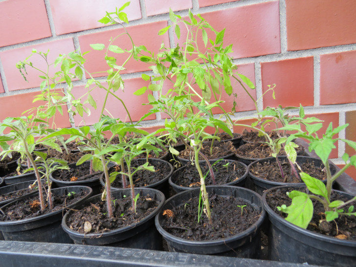 Das Projekt "Wienhopgarten" spendet auch in diesem Jahr Tomatenpflanzen für die Kitas in der Gemeinde Lehre. Foto: Gemeinde Lehre