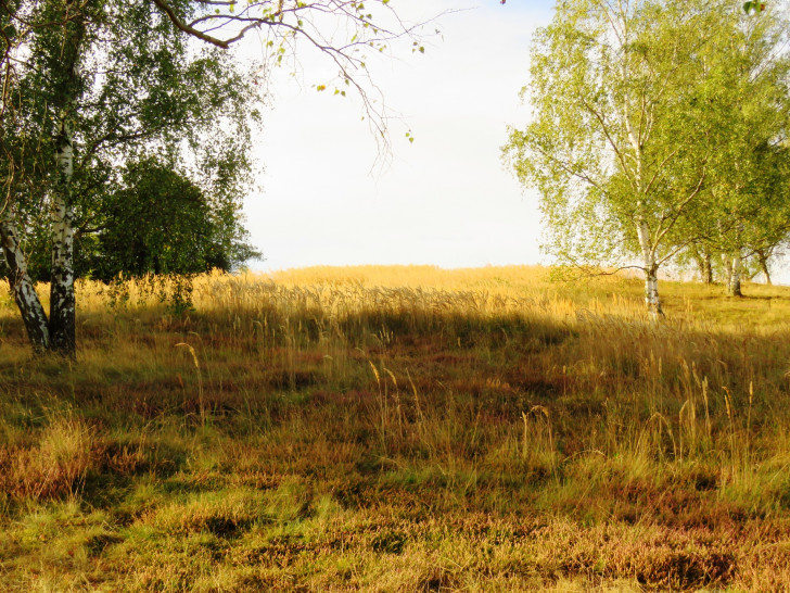 Die Grasfläche hat sich bereits stark ausgebreitet und muss zum Erhalt der Heideflächen abgefackelt werden. Foto: Walter Wimmer / Landkreis Helmstedt