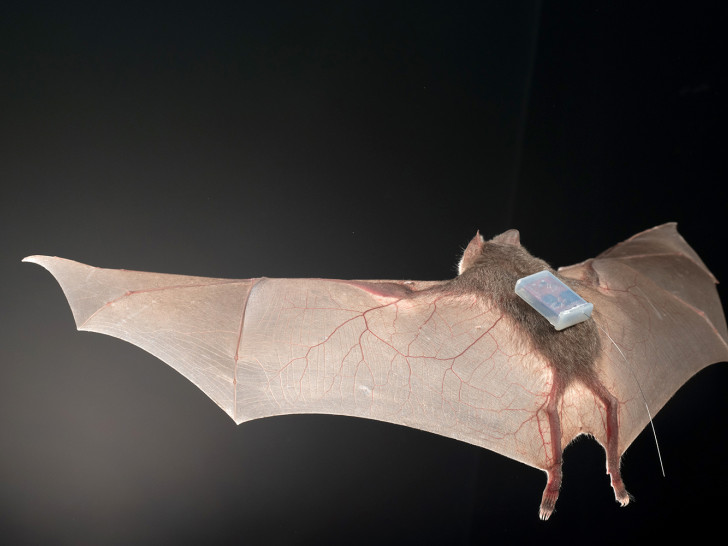 Eine Fledermaus der Art Desmodus rotundus, auch bekannt als der Gemeine Vampir, ausgestattet mit BATS-Sensor. Die Sensoren haben eine Form, die die Fledermaus in ihren natürlichen Bewegungen nicht einschränkt. Foto: Sherri and Brock Fenton