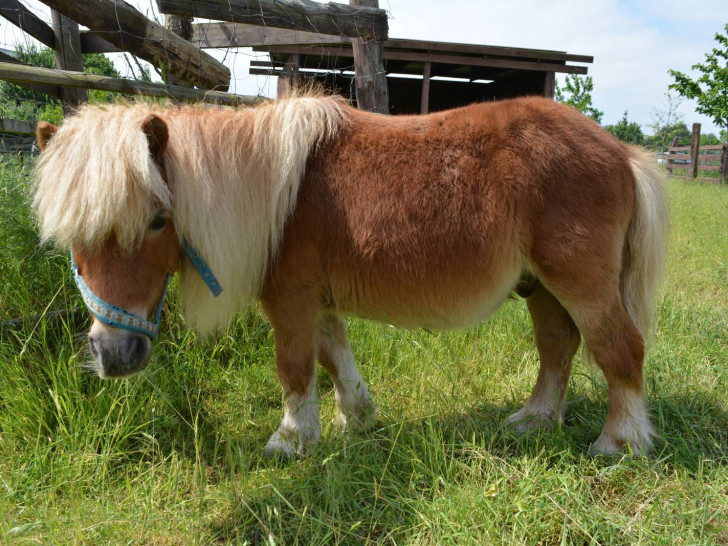 Pony Nuri konnte in einer Tierklinik gerettet werden. Foto: Tier- und Ökogarten Peine