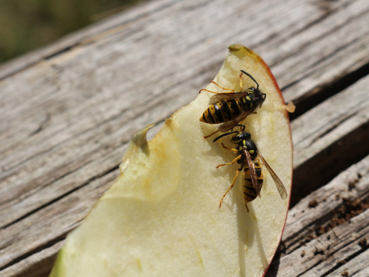 Momentan kann im Freien kaum etwas gegessen werden, ohne das in wenigen Sekunden gleich mehrere Wespen um einen herumschwirren. Foto: Robert Braumann