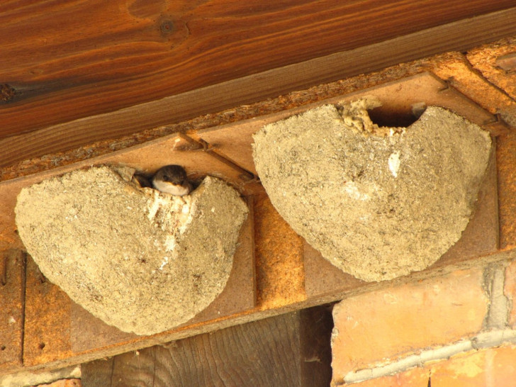 Menschen, die sich für Schwalben engagieren und an ihren Häusern dulden, werden vom NABU mit einer Plakette „Schwalbenfreundliches Haus“ ausgezeichnet. Foto: Walter Wimmer