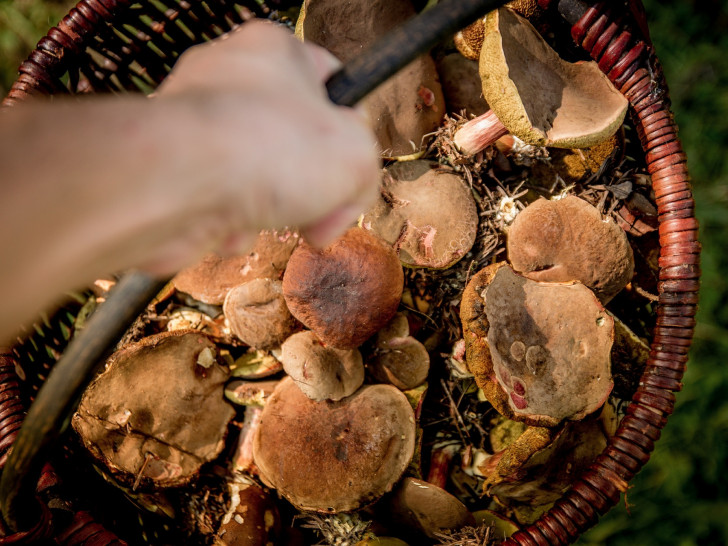 Am Wochenende vom 20. und 21. Oktober dreht sich im Staatlichen Naturhistorischen Museum alles um Pilze. Foto: Niedersächsische Landesmuseen Braunschweig