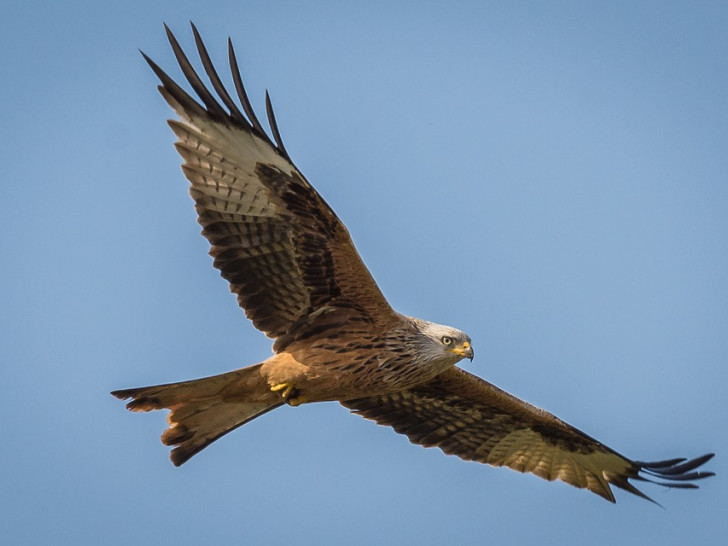 Der Vogel wurde bei dem Aufprall getötet. Symbolbild: Pixabay