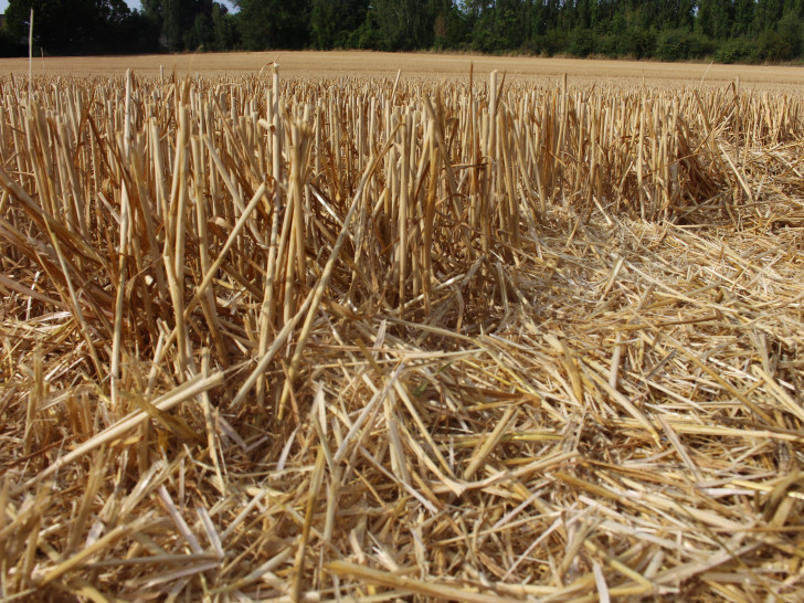 Die Getreidefelder sind abgeerntet. Die Landwirte müssen jedoch mit Ernteeinbußen rechnen. Foto: Anke Donner