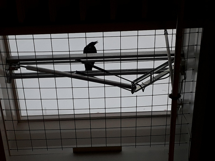 Kurz vor ihrer Rettung flüchtete die Krähe direkt unter eine Dachluke. Dort konnte sie schließlich von dem anwesenden Tierarzt beherzt geschnappt werden . Fotos: Feuerwehr Wolfenbüttel
